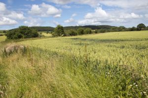 Guisborough - Mark Davis Photography
